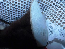 leather face fur b
